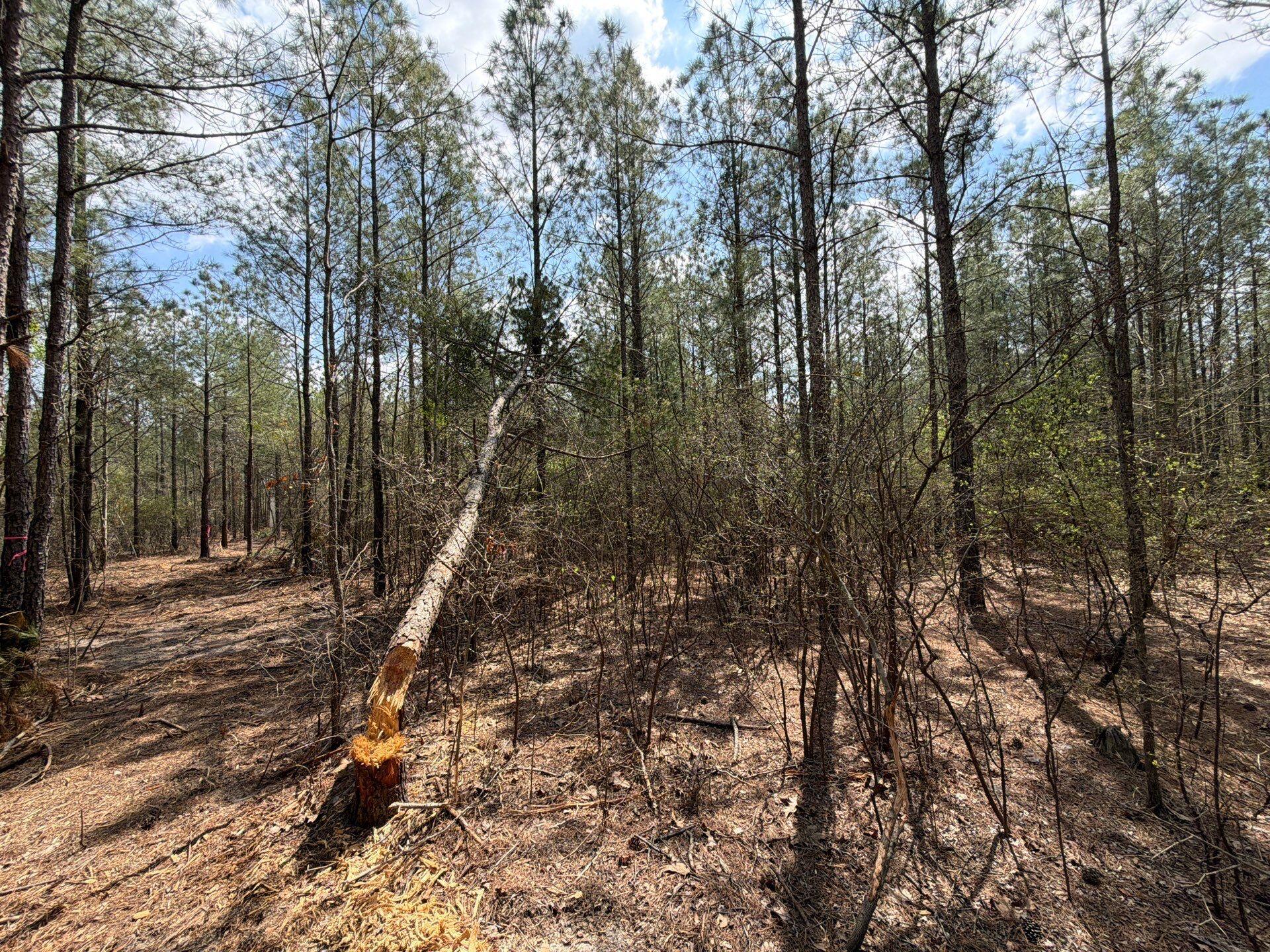 1 Mt Calvary Rd Ridge Spring, Unit CVA 1 Ridge Spring, SC 29129 - Photo 34 of 47 34-Mar 26 2026 04_47pm-RWfA