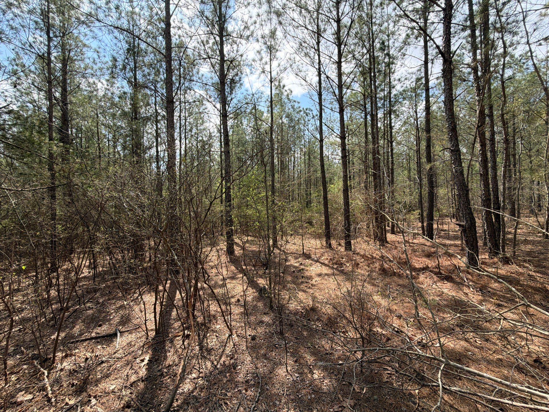 1 Mt Calvary Rd Ridge Spring, Unit CVA 1 Ridge Spring, SC 29129 - Photo 35 of 47 35-Mar 26 2026 04_47pm-31pu