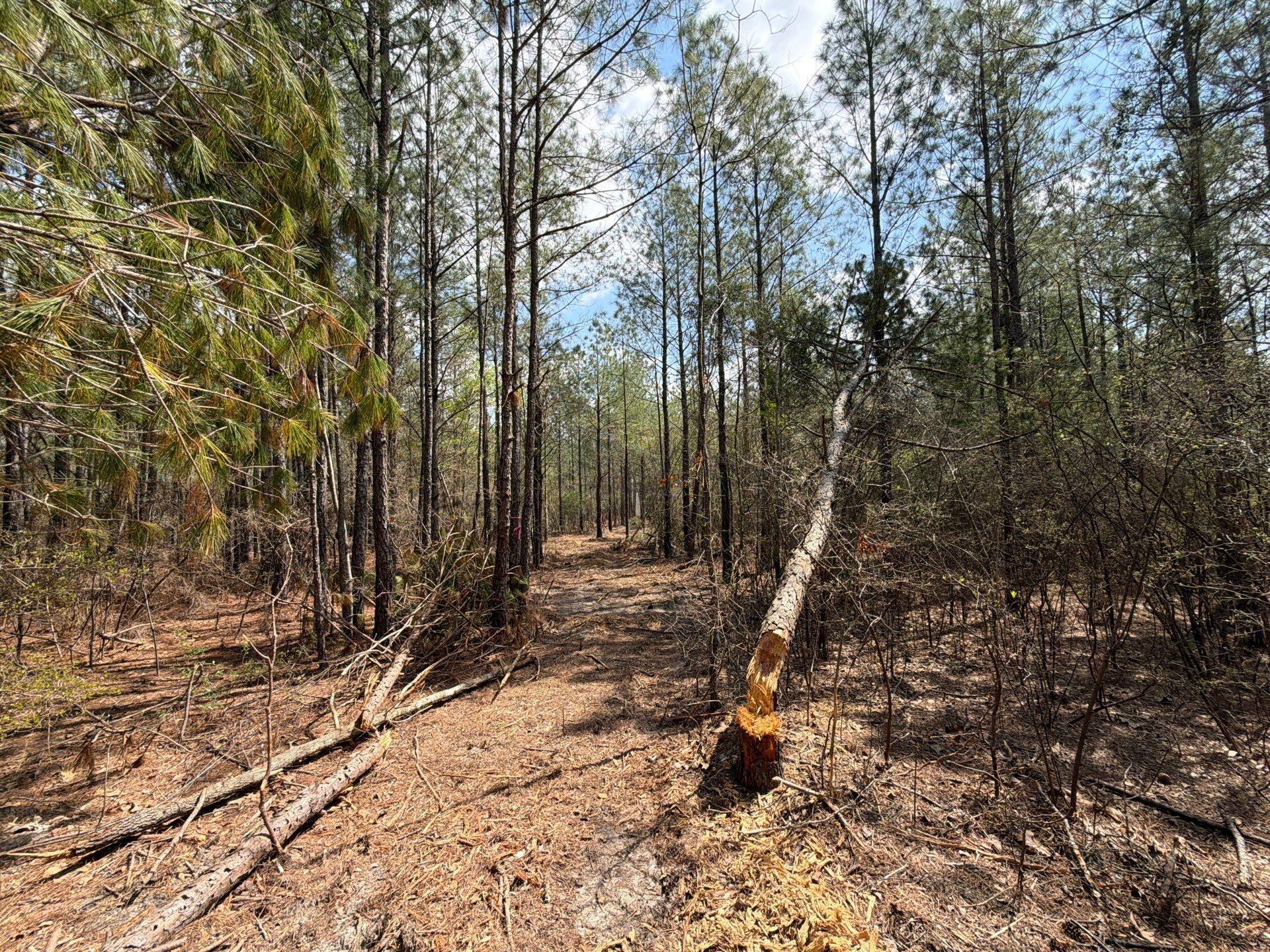 1 Mt Calvary Rd Ridge Spring, Unit CVA 1 Ridge Spring, SC 29129 - Photo 36 of 47 36-Mar 26 2026 04_47pm-aPbR