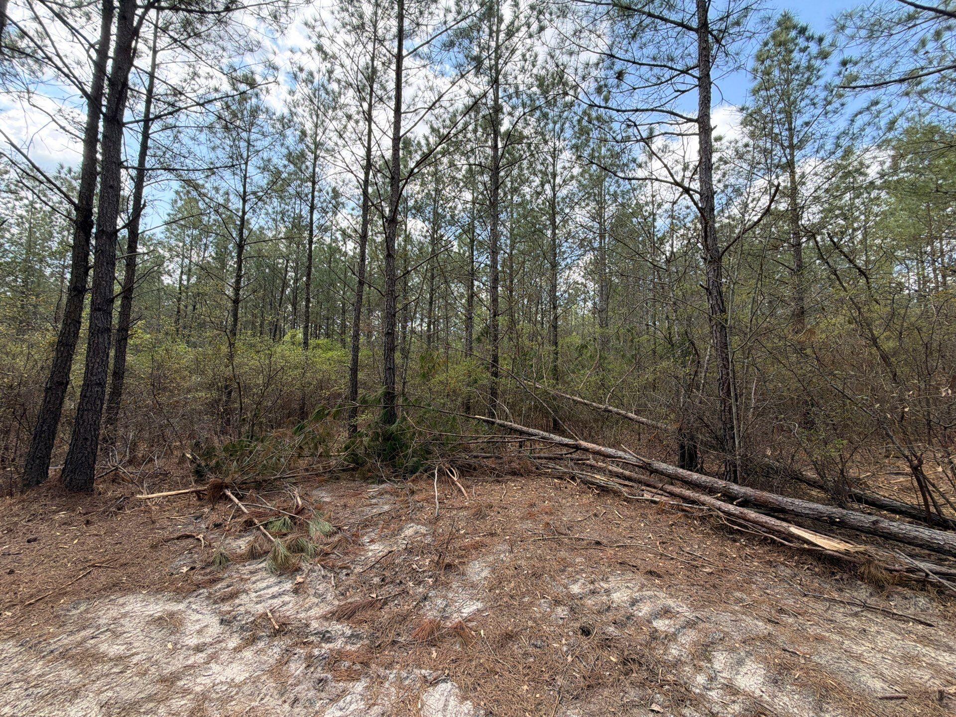 1 Mt Calvary Rd Ridge Spring, Unit CVA 1 Ridge Spring, SC 29129 - Photo 39 of 47 39-Mar 26 2026 04_49pm-ubRa