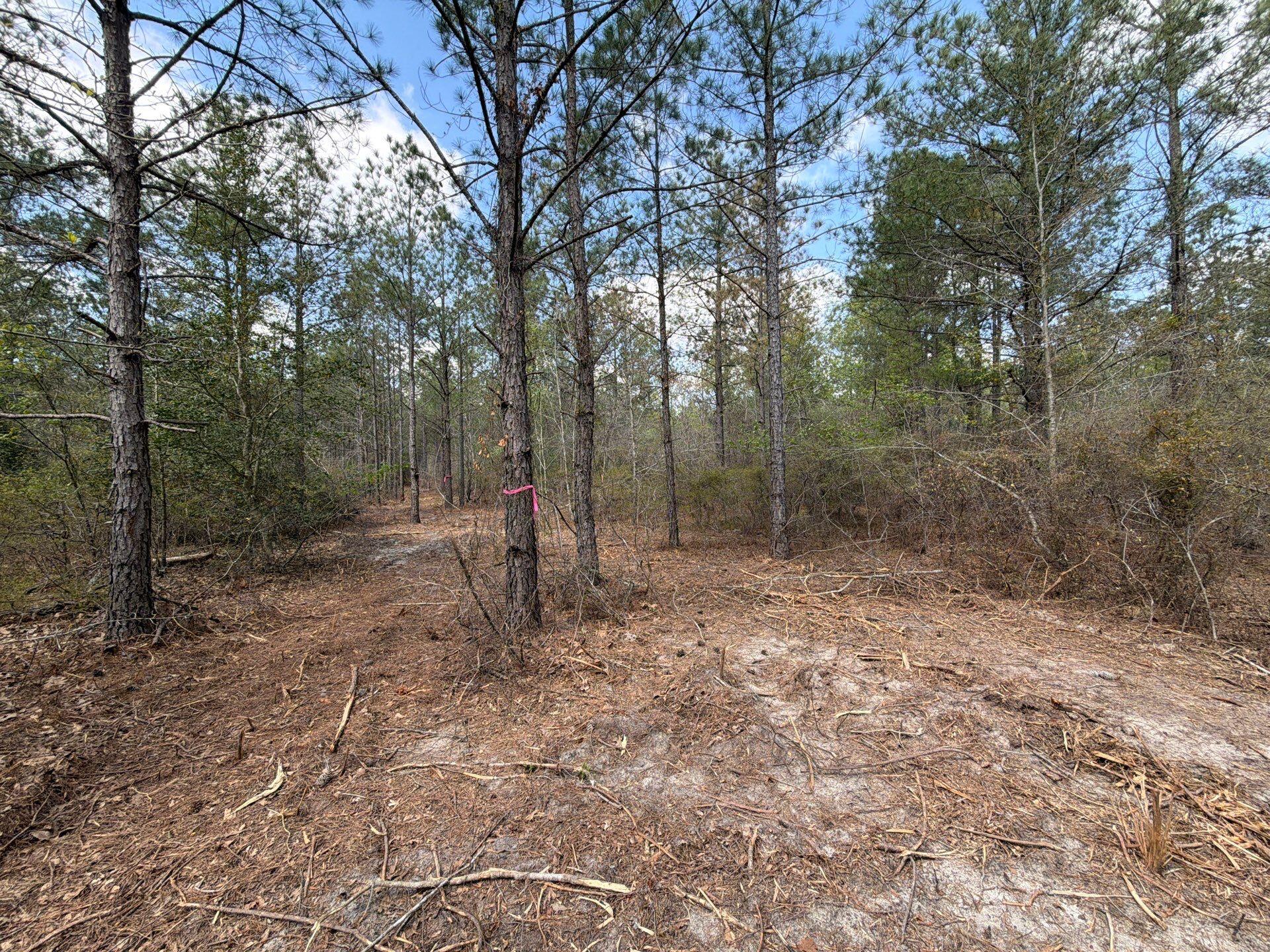 1 Mt Calvary Rd Ridge Spring, Unit CVA 1 Ridge Spring, SC 29129 - Photo 46 of 47 46-Mar 26 2026 04_54pm-zb3u