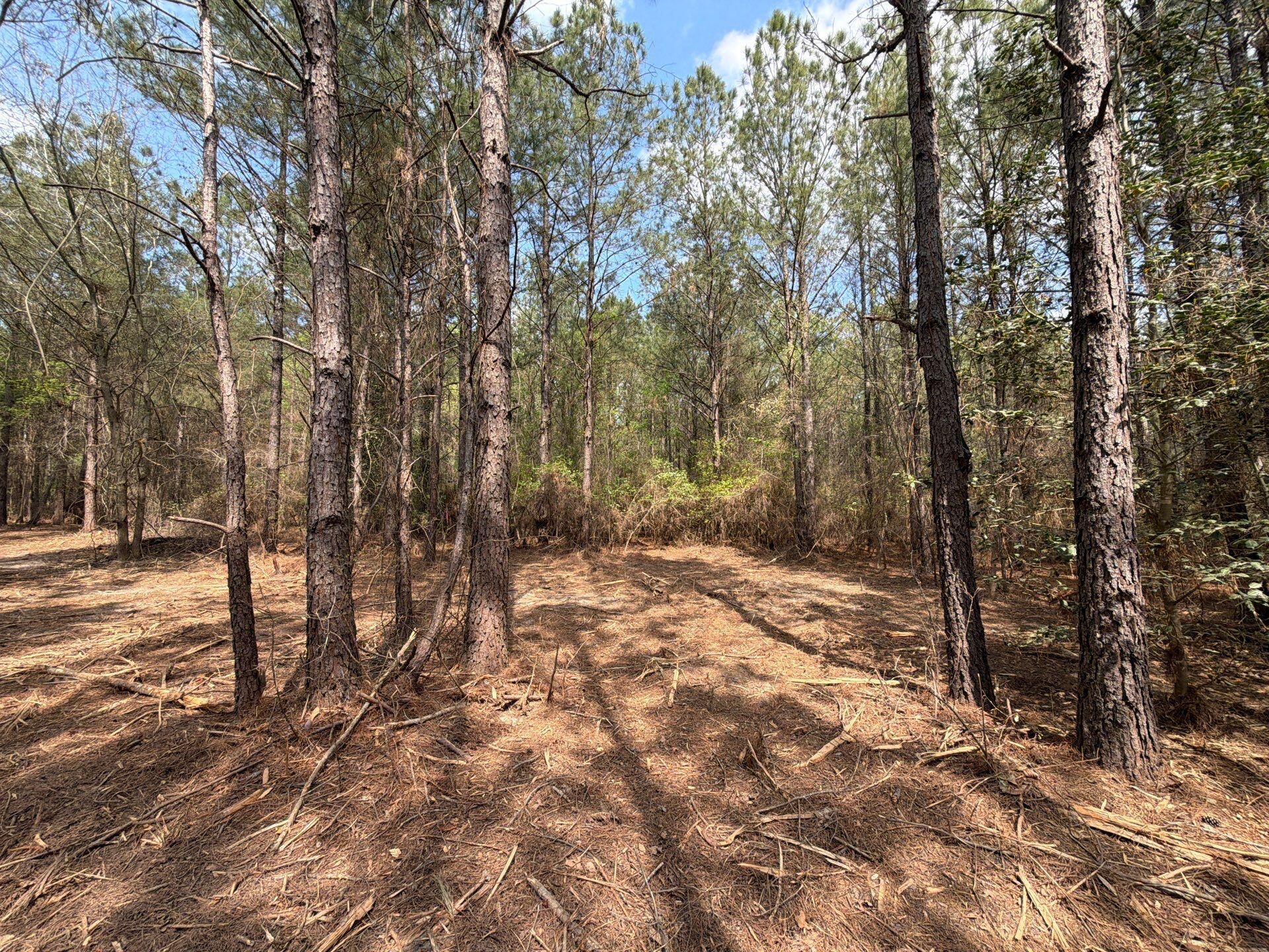 1 Mt Calvary Rd Ridge Spring, Unit CVA 1 Ridge Spring, SC 29129 - Photo 8 of 47 8-Mar 26 2026 04_27pm-8z6a