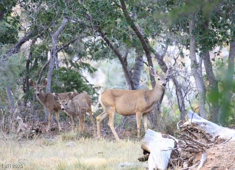 370 Alpine Way Mount Charleston, NV 89124 - Photo 72 of 79 Welcome to Mt. Charleston! Wildlife.