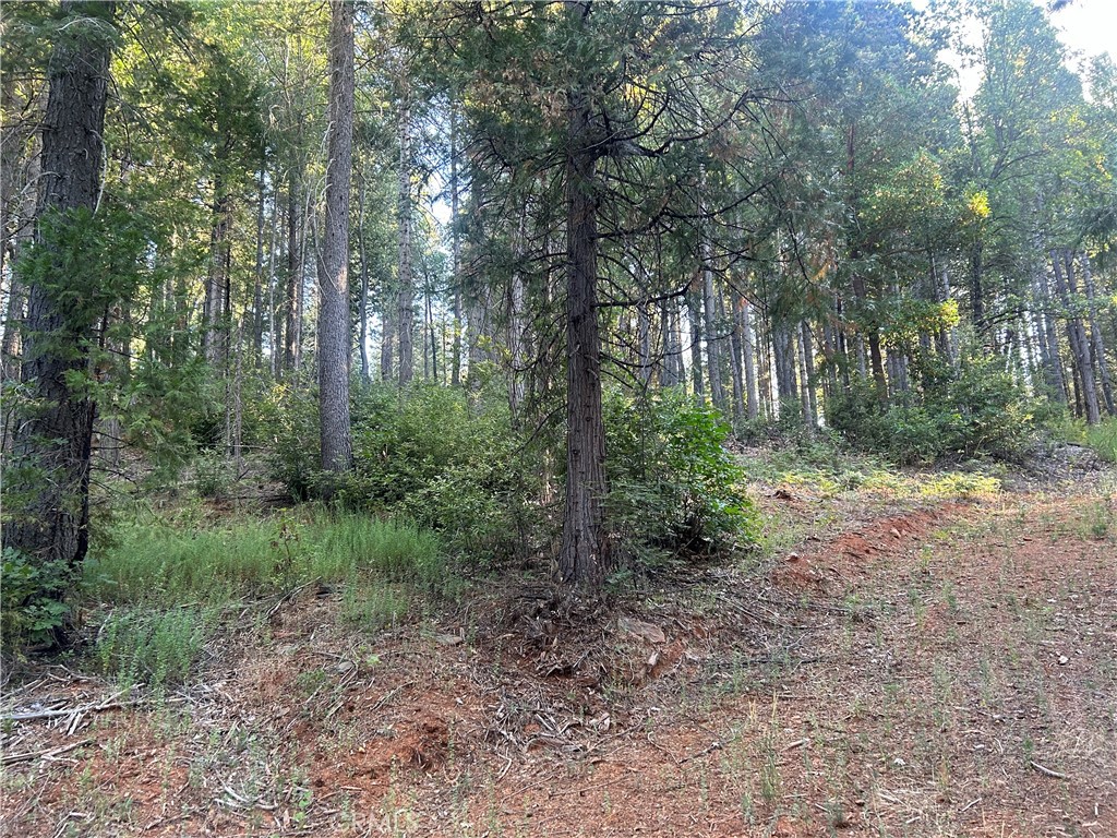 6418 Hupp Coutolenc Road Magalia, CA 95954 - Photo 11 of 11 a view of a forest with trees in the background