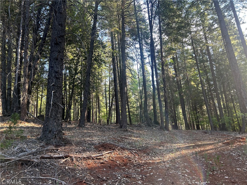 6418 Hupp Coutolenc Road Magalia, CA 95954 - Photo 5 of 11 a view of a forest with trees in the background