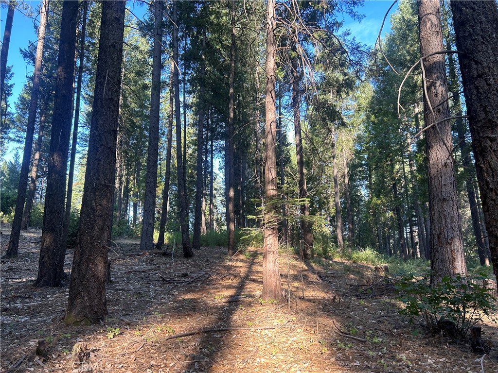 6418 Hupp Coutolenc Road Magalia, CA 95954 - Photo 6 of 11 a view of outdoor space and trees