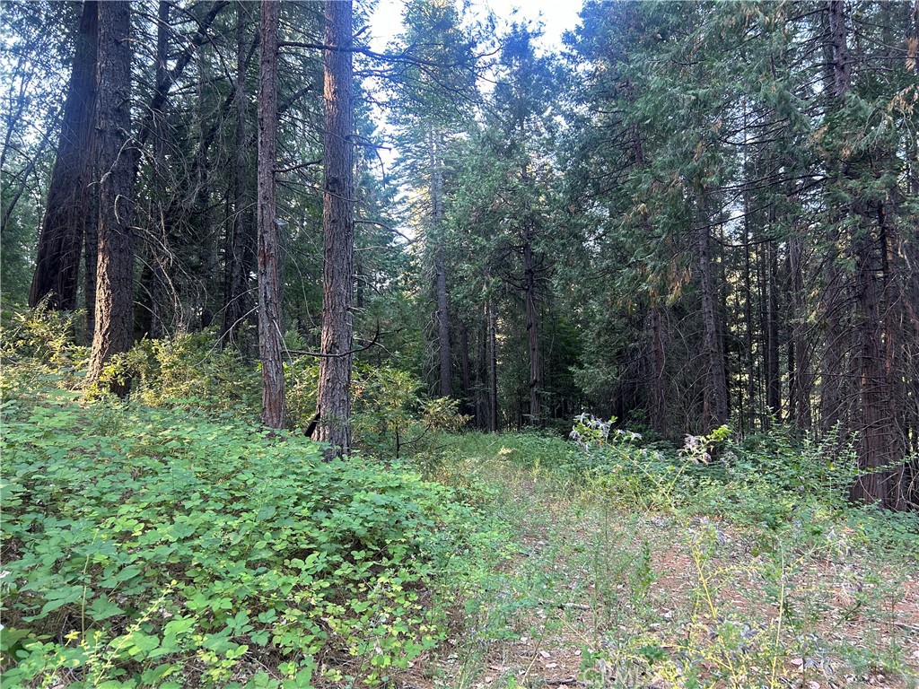 6418 Hupp Coutolenc Road Magalia, CA 95954 - Photo 7 of 11 a green field with lots of trees in it