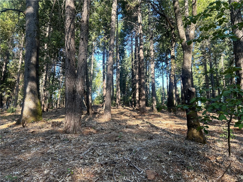 6418 Hupp Coutolenc Road Magalia, CA 95954 - Photo 9 of 11 a view of outdoor space with trees