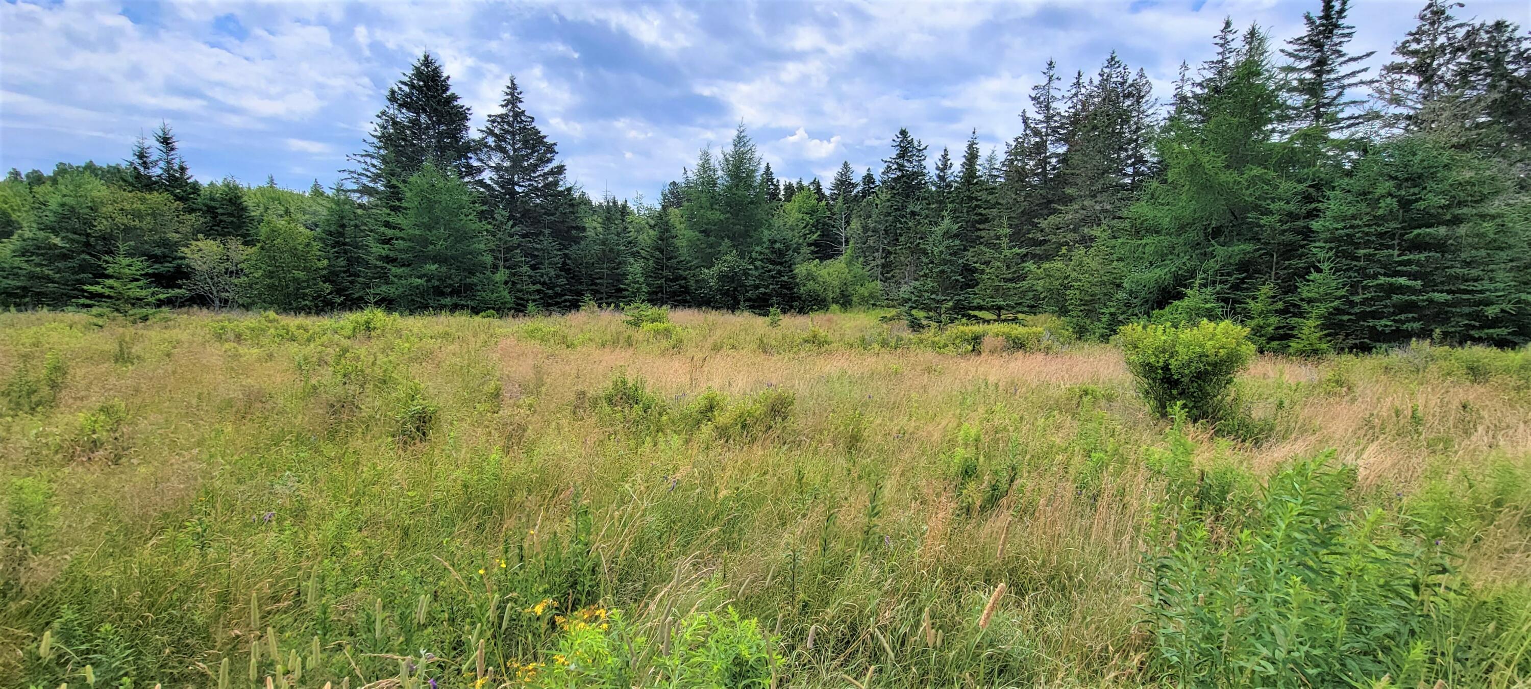 54 Barbour Farm Road Stonington, ME 04681 - Photo 7 of 27 Field 2