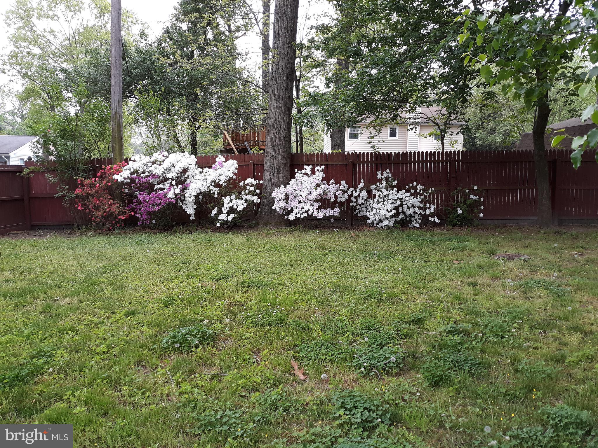 815 Lucky Road Severn, MD 21144 - Photo 39 of 40 More lovely annual flowering bushes