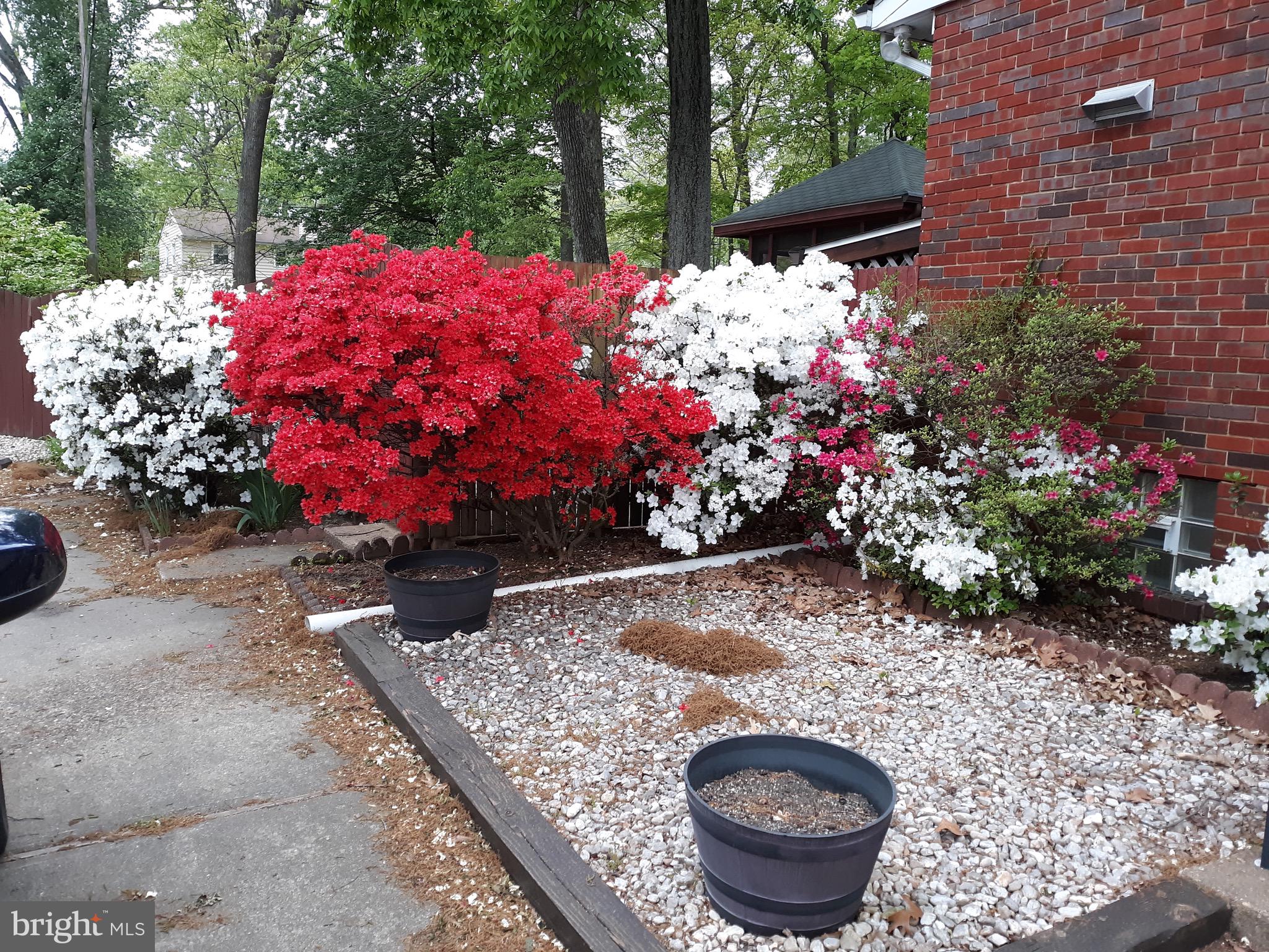 815 Lucky Road Severn, MD 21144 - Photo 40 of 40 Beautiful annual azaleas accent the yard
