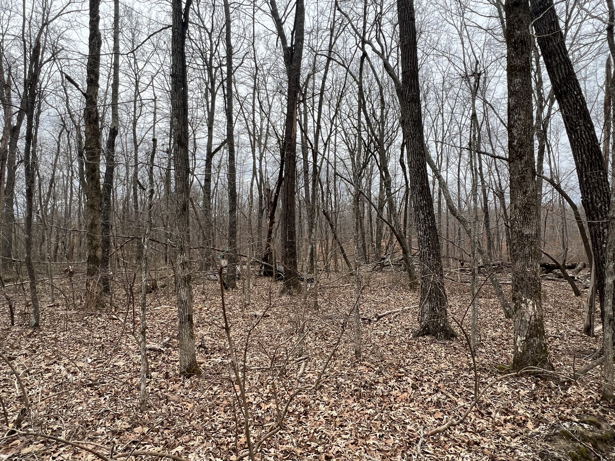 968 Cat Creek Road Manchester, TN 37355 - Photo 13 of 21 a view of a yard with lots of trees