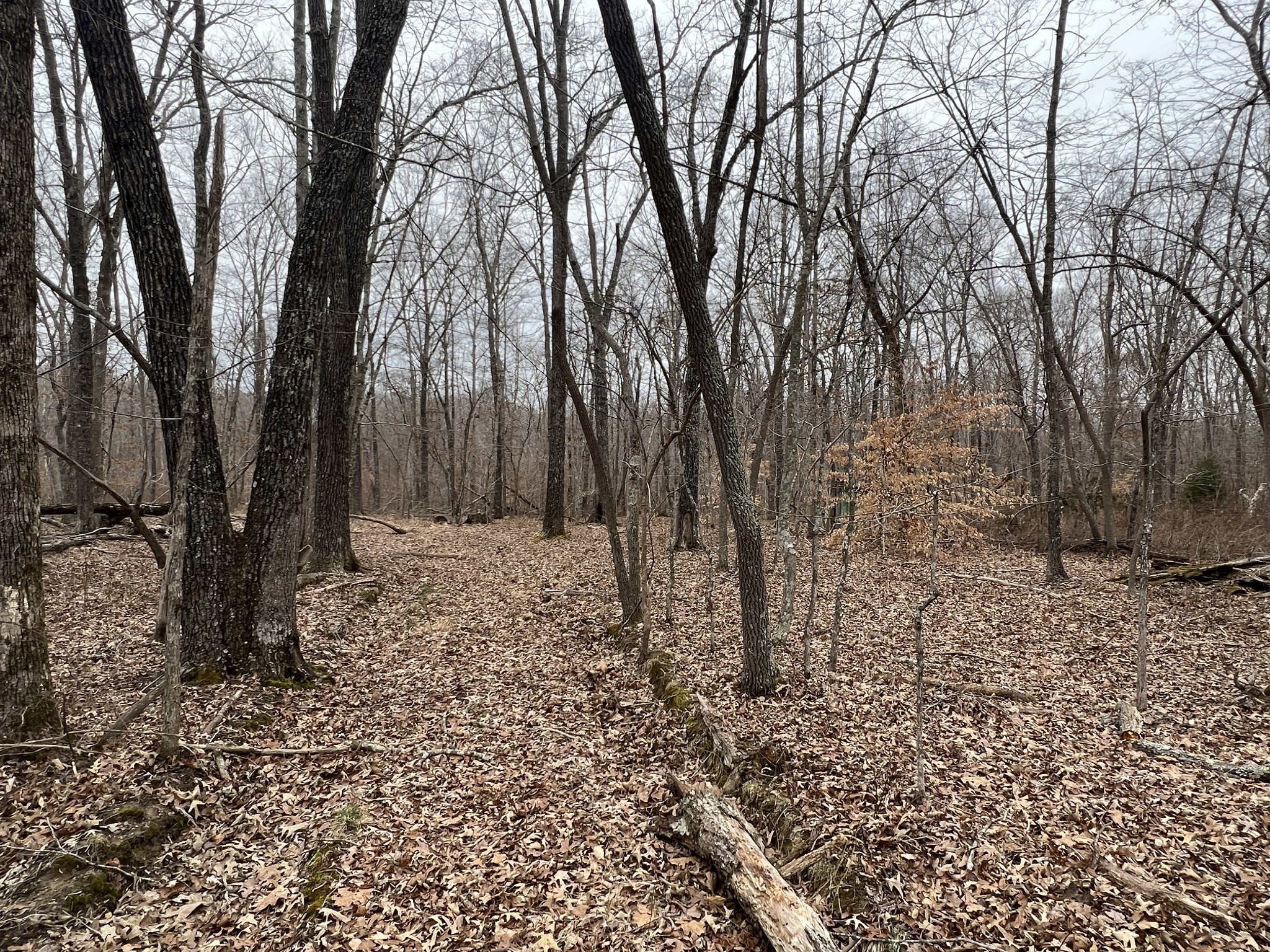 968 Cat Creek Road Manchester, TN 37355 - Photo 16 of 21 a view of a yard with trees