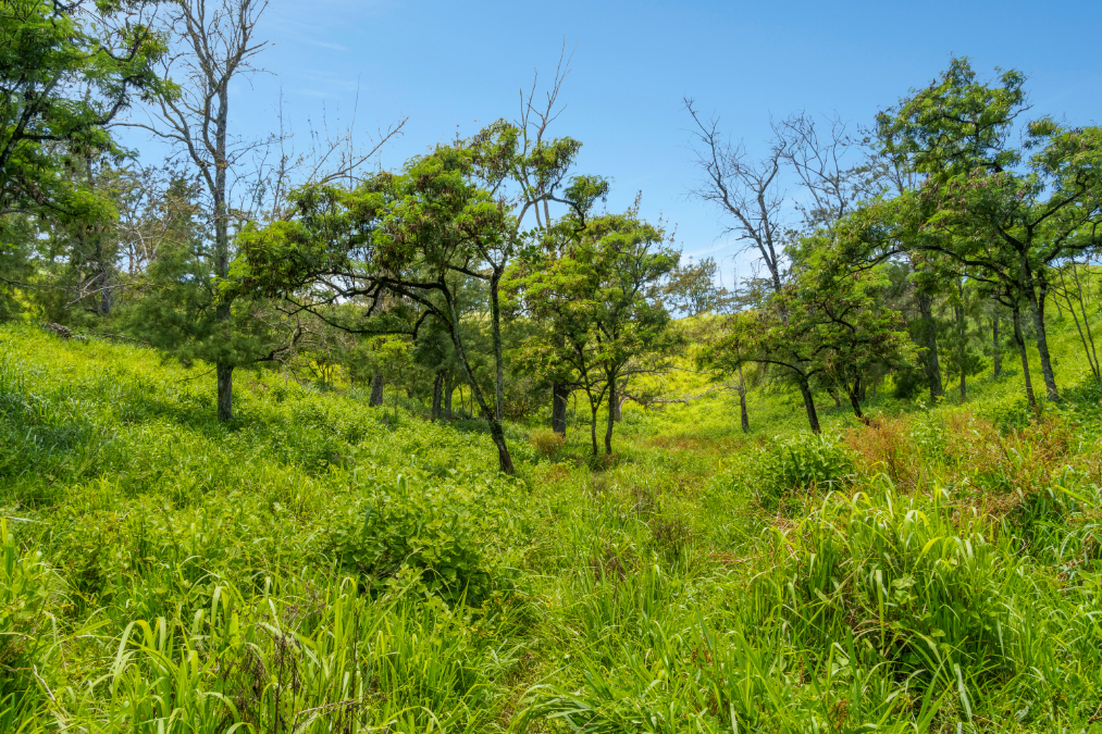 55-199 Hoea Road Hawi, HI 96719 - Photo 13 of 19
