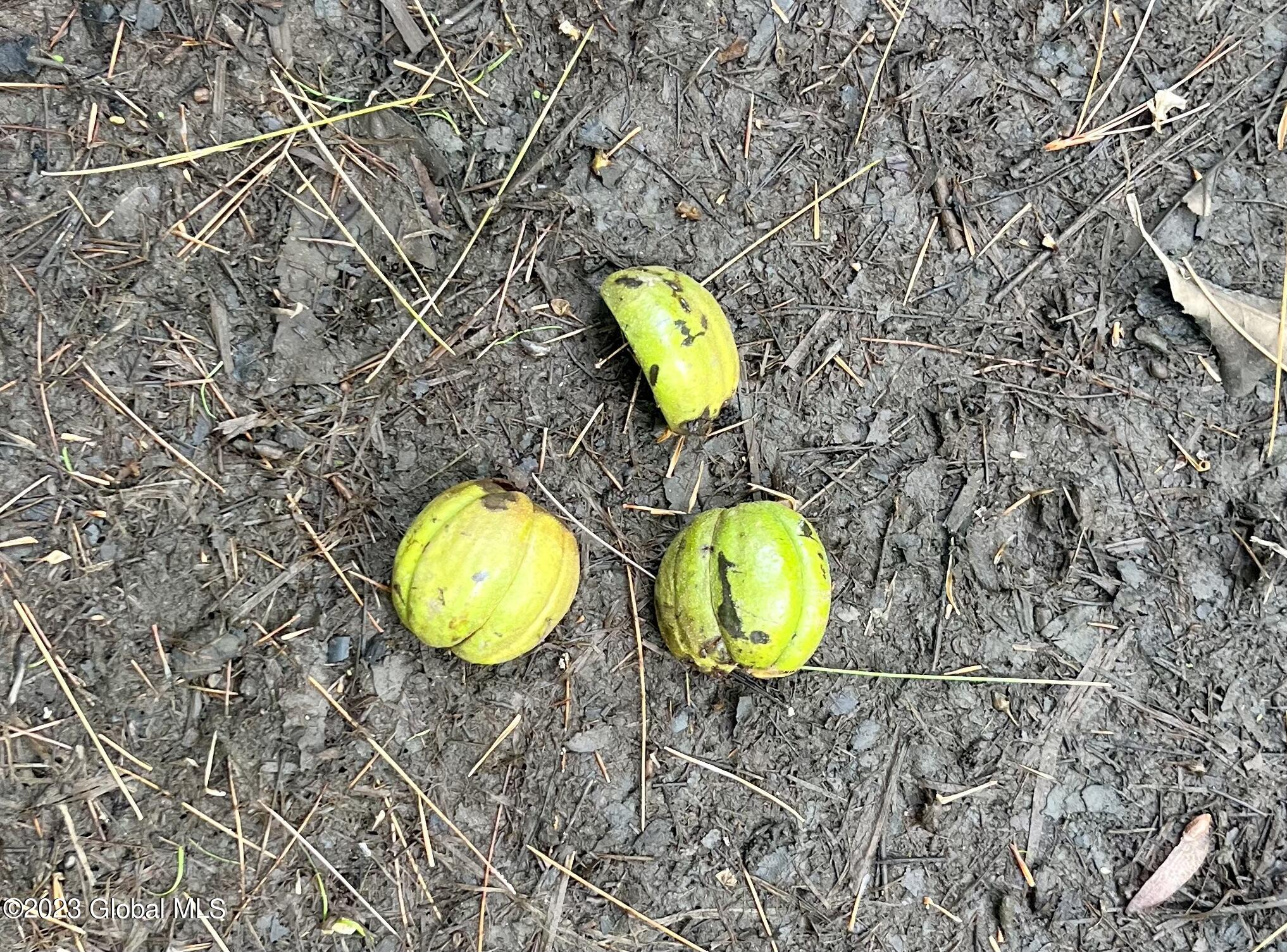 313 Pettis Road Wilton, NY 12831 - Photo 13 of 29 Walnut Trees