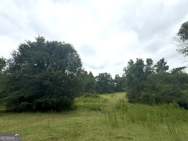 a view of a forest with trees in the background