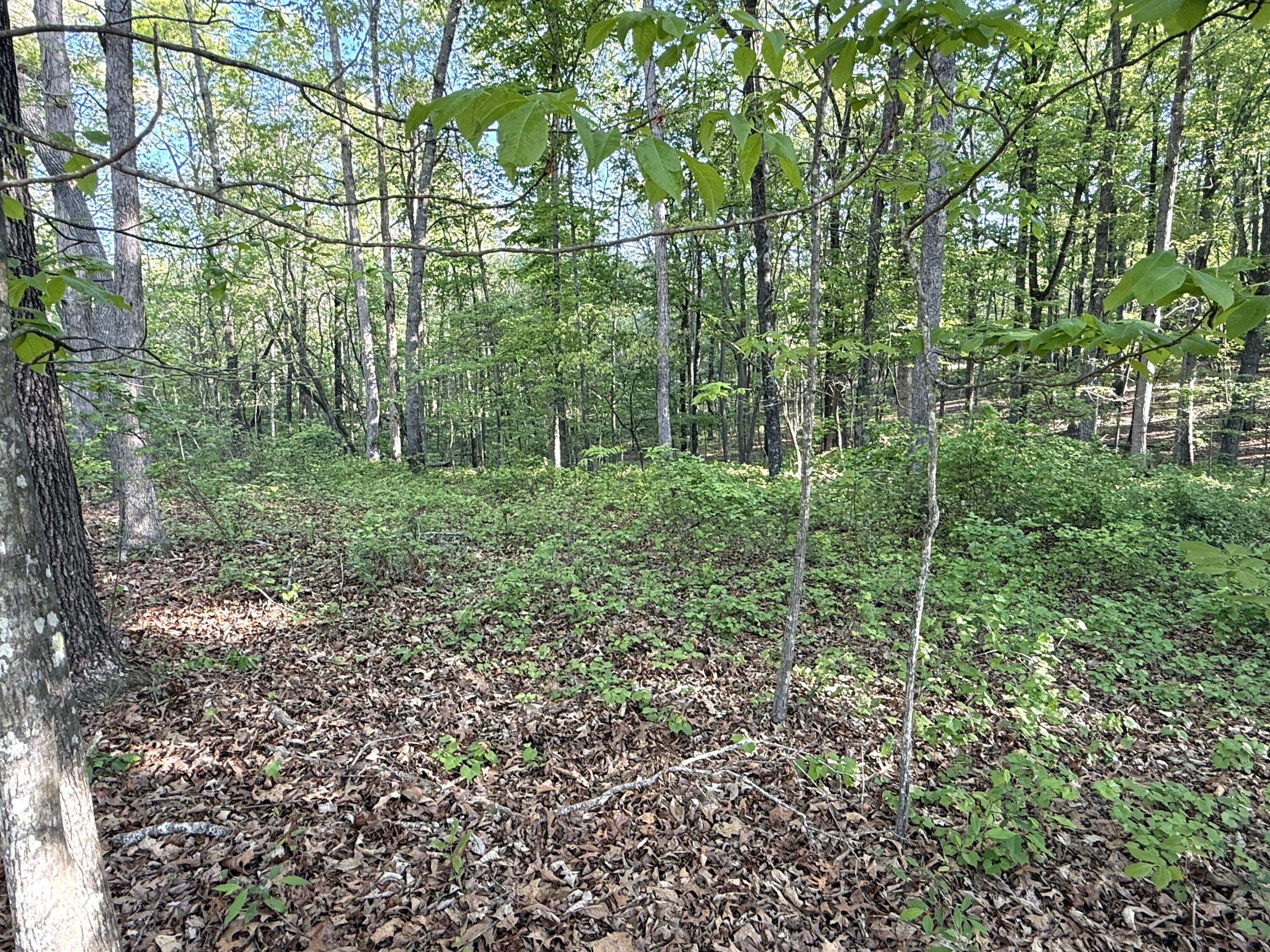 675 Lee Mason Road LaFayette, GA 30728 - Photo 7 of 10 IMG_5388