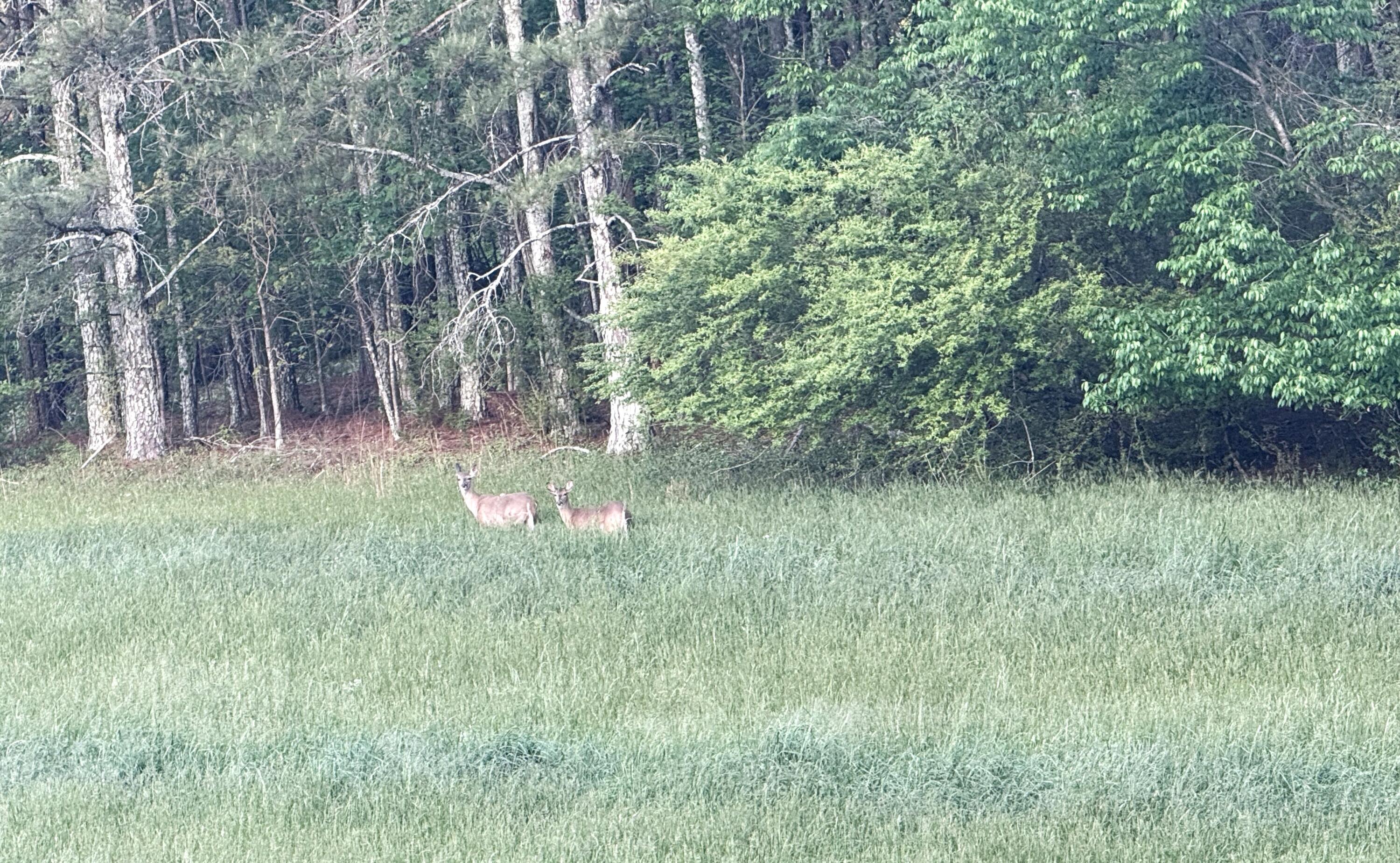 675 Lee Mason Road LaFayette, GA 30728 - Photo 10 of 10 IMG_5506