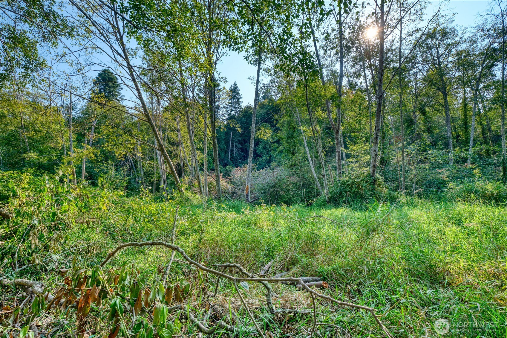 0 3.73 Acres Derby Ave Point Point Roberts, WA 98281 - Photo 8 of 18 a view of a lush green forest