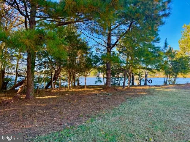 a view of a tree in the middle of a yard