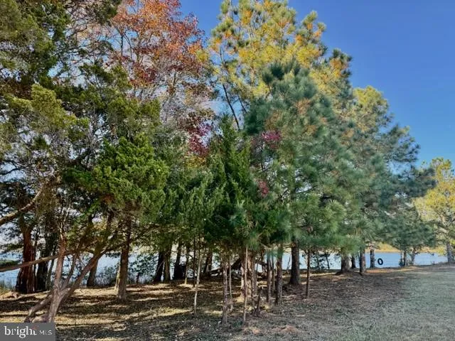 a street view with large trees