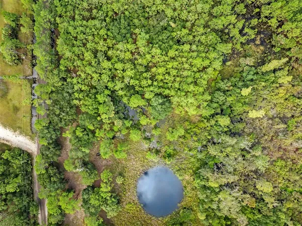 a view of a plants in a backyard