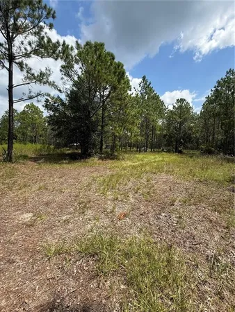 a view of a forest that has large trees