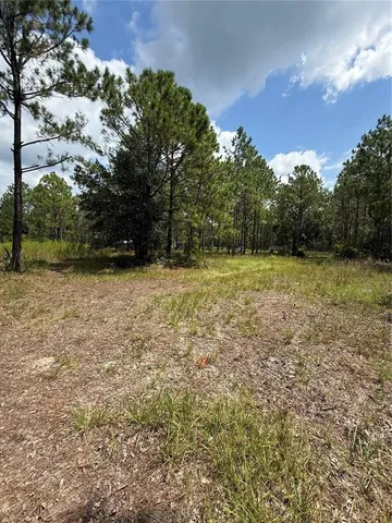 a view of a forest that has large trees
