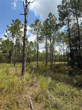a view of a yard with trees