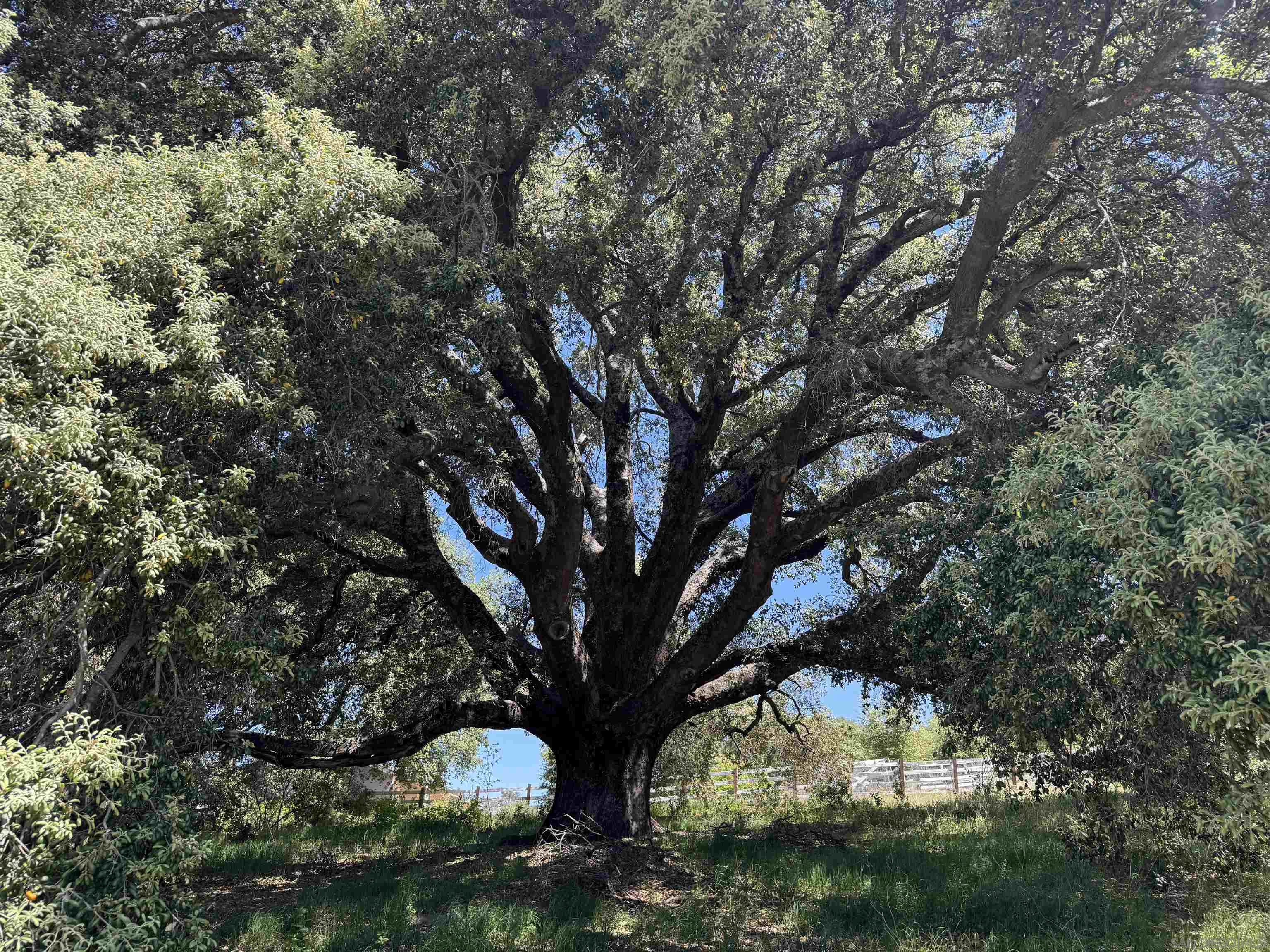 5750 Forest Meadow Road Julian, CA 92036 - Photo 14 of 39