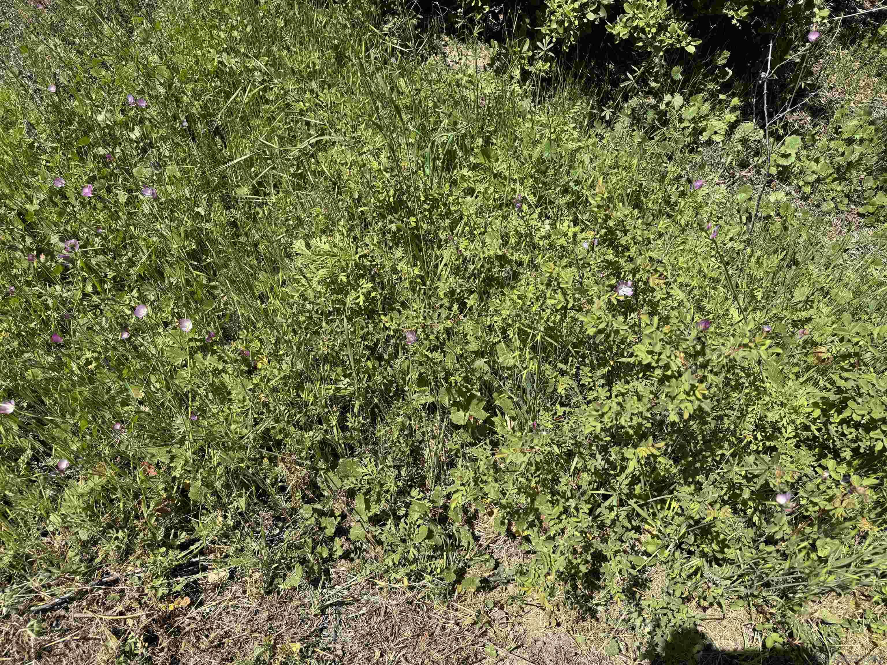 5750 Forest Meadow Road Julian, CA 92036 - Photo 16 of 39 a view of a small yard