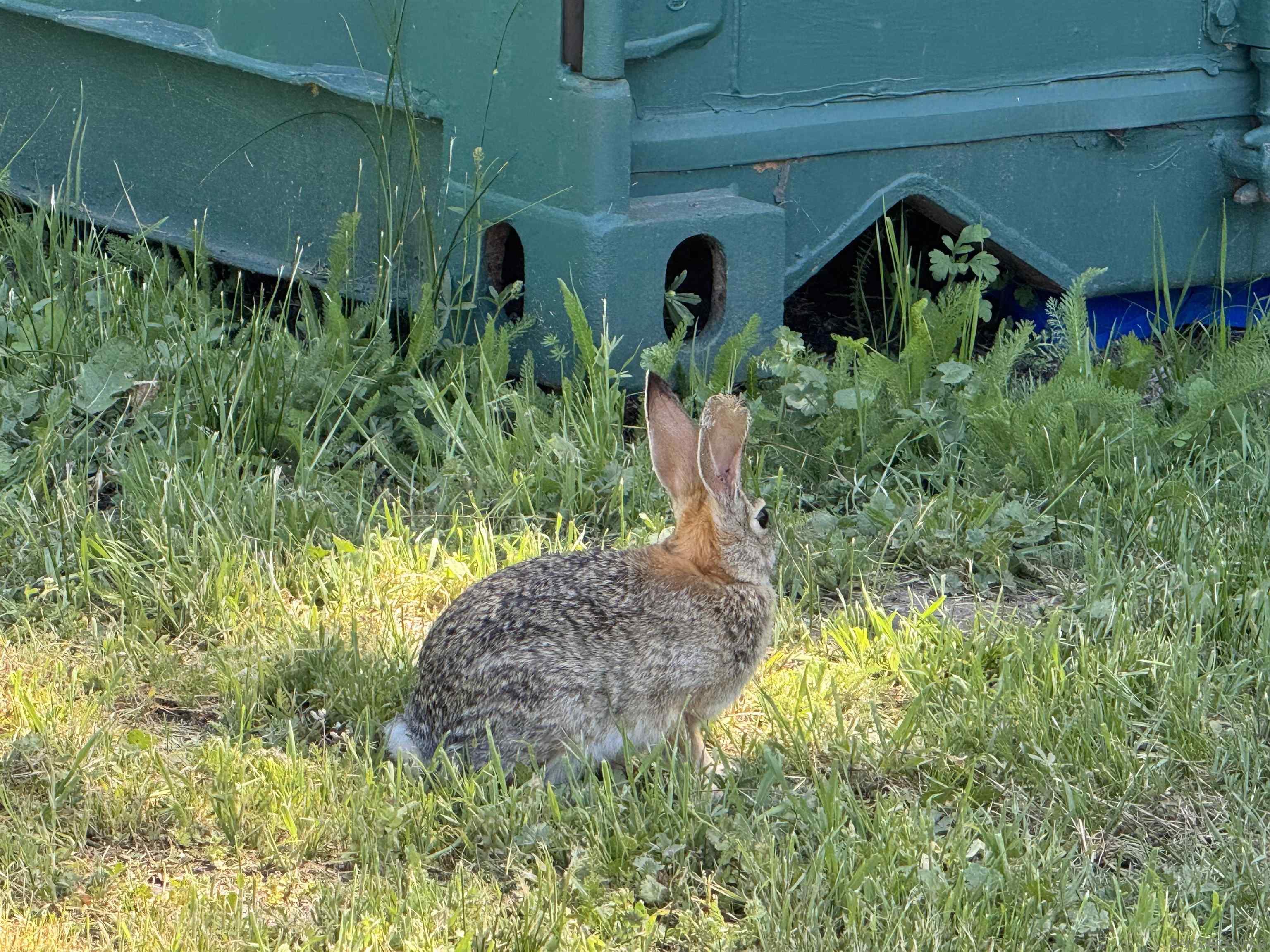 5750 Forest Meadow Road Julian, CA 92036 - Photo 24 of 39 a front view of a house with a yard