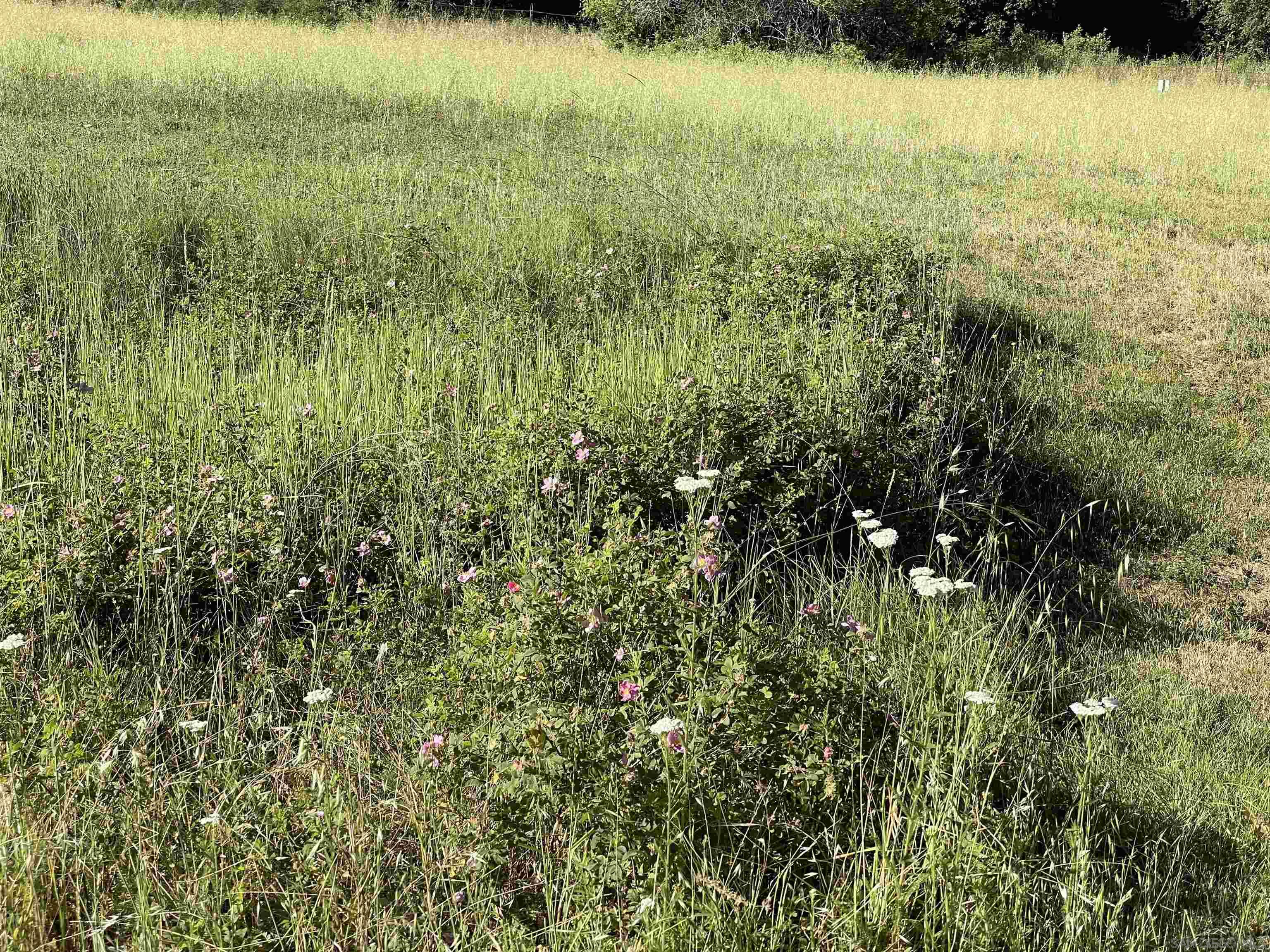 5750 Forest Meadow Road Julian, CA 92036 - Photo 32 of 39 a view of an ocean from a yard