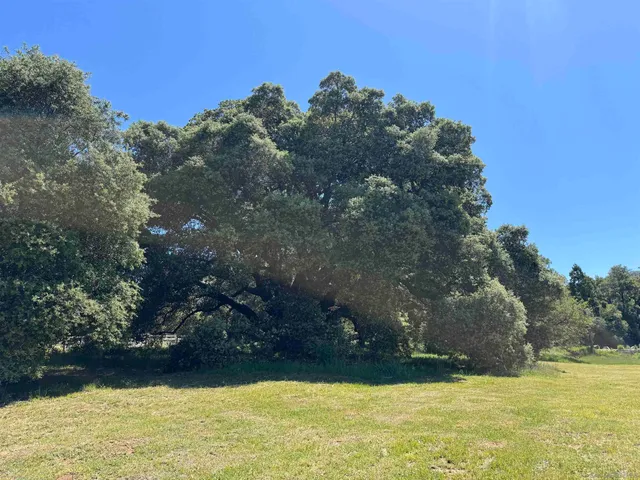 a view of a park with large trees