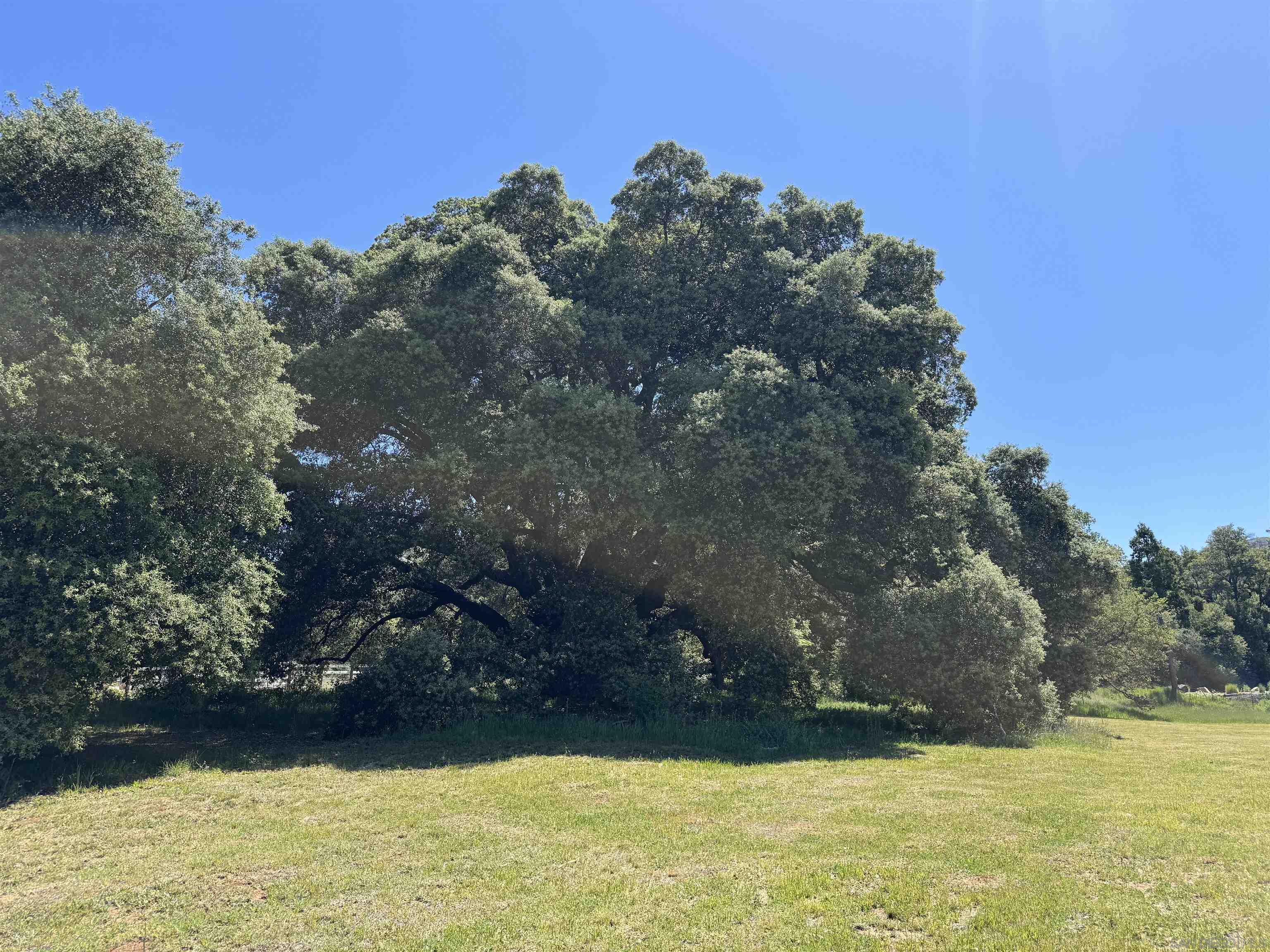 5750 Forest Meadow Road Julian, CA 92036 - Photo 7 of 39 a view of a yard