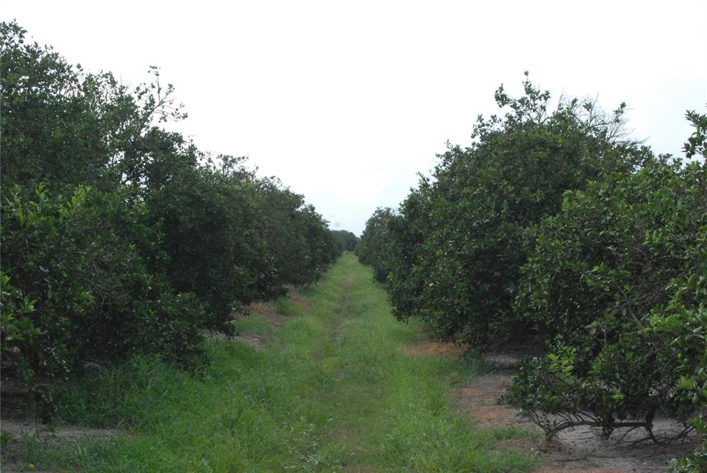 a view of a forest with trees in the background