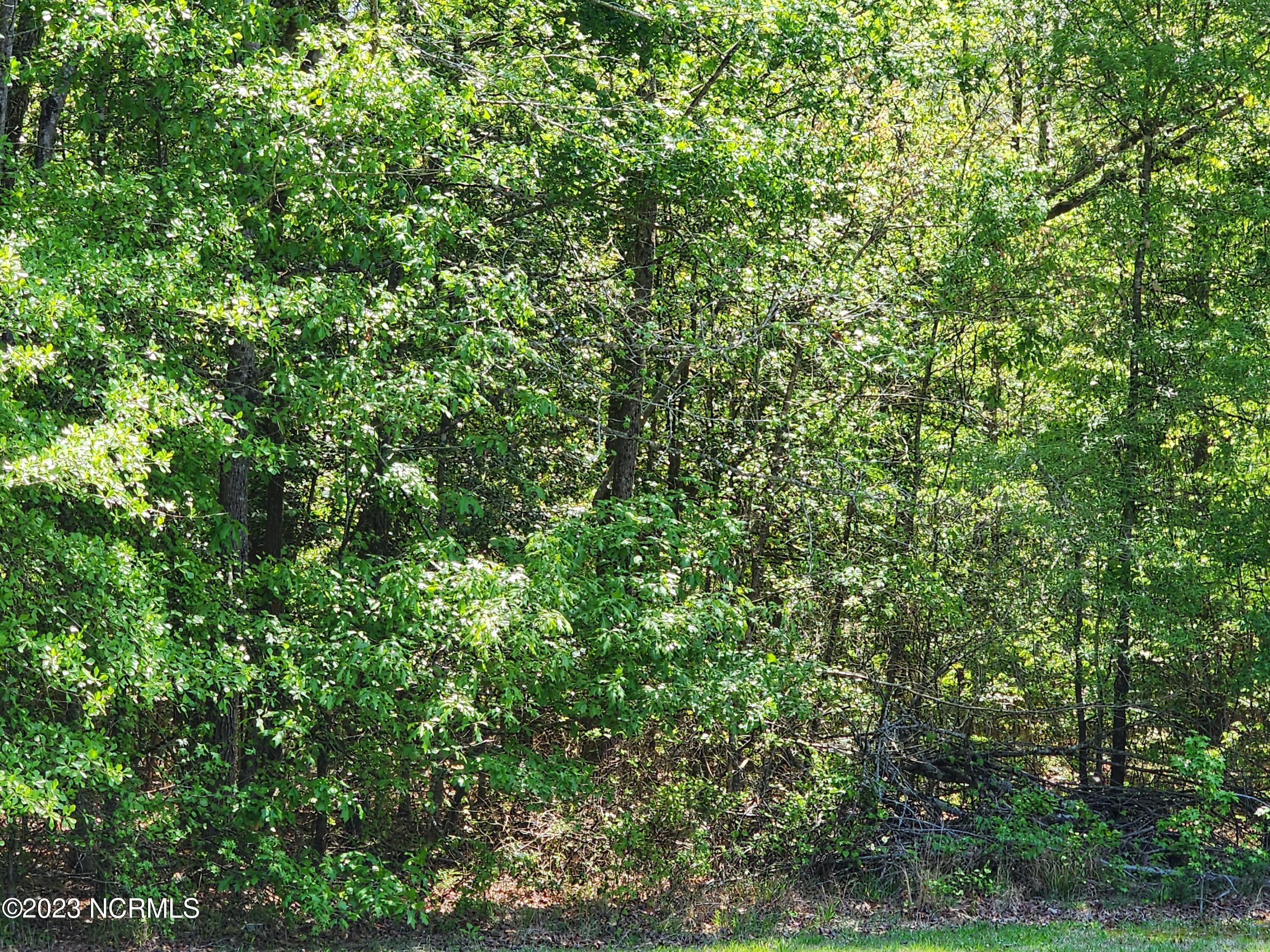 1220 Hackley Road Gates, NC 27937 - Photo 1 of 1 Trees