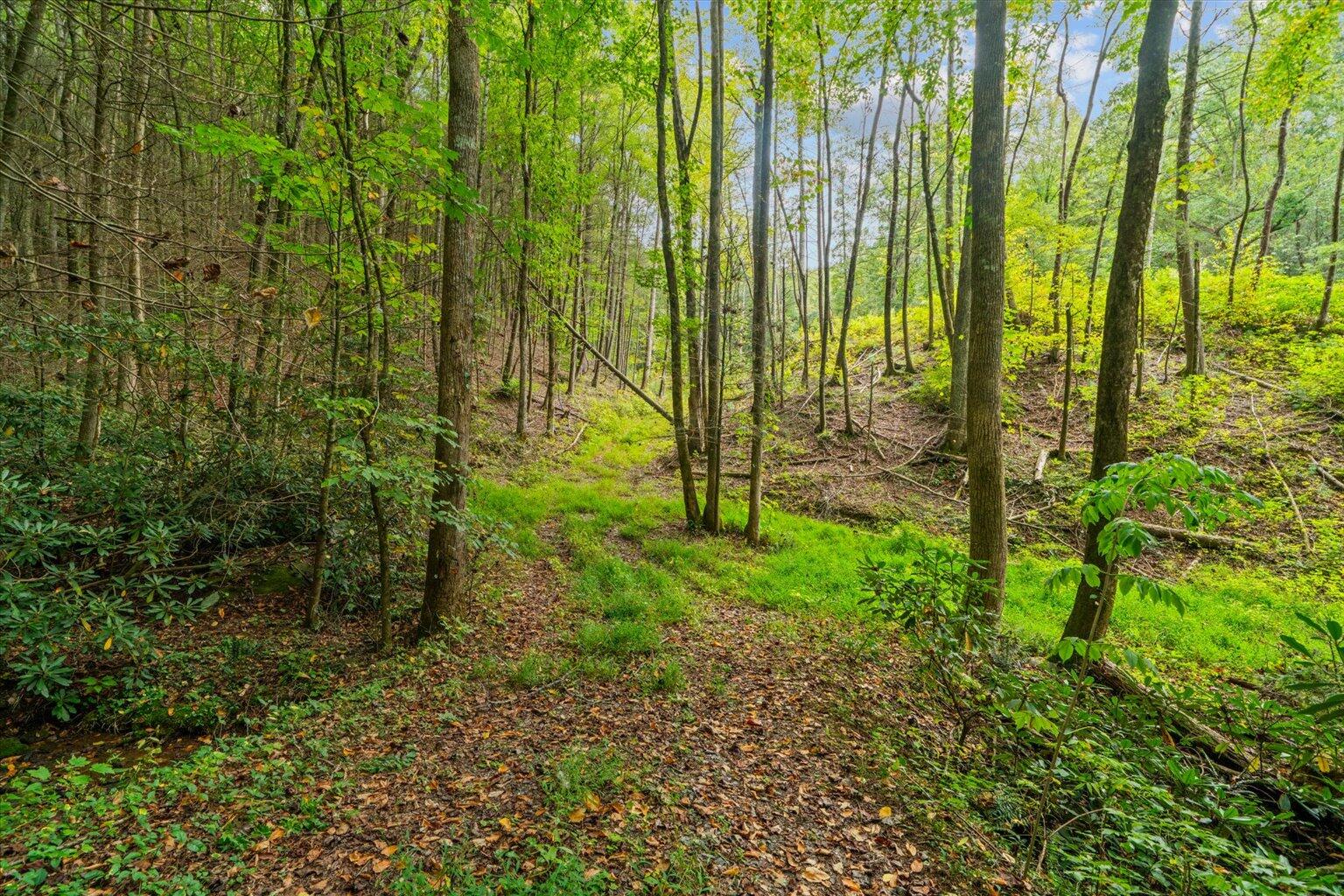 0 Grassy Mountain Road Ellijay, GA 30540 - Photo 13 of 29 12-39