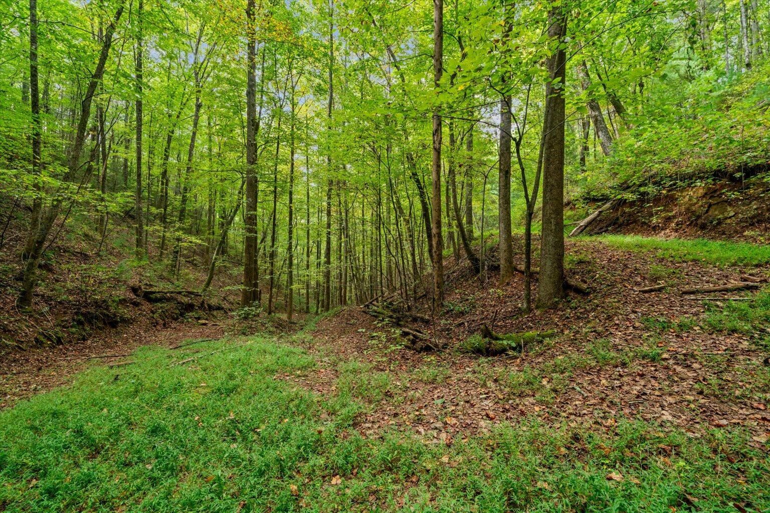 0 Grassy Mountain Road Ellijay, GA 30540 - Photo 19 of 29 17-44