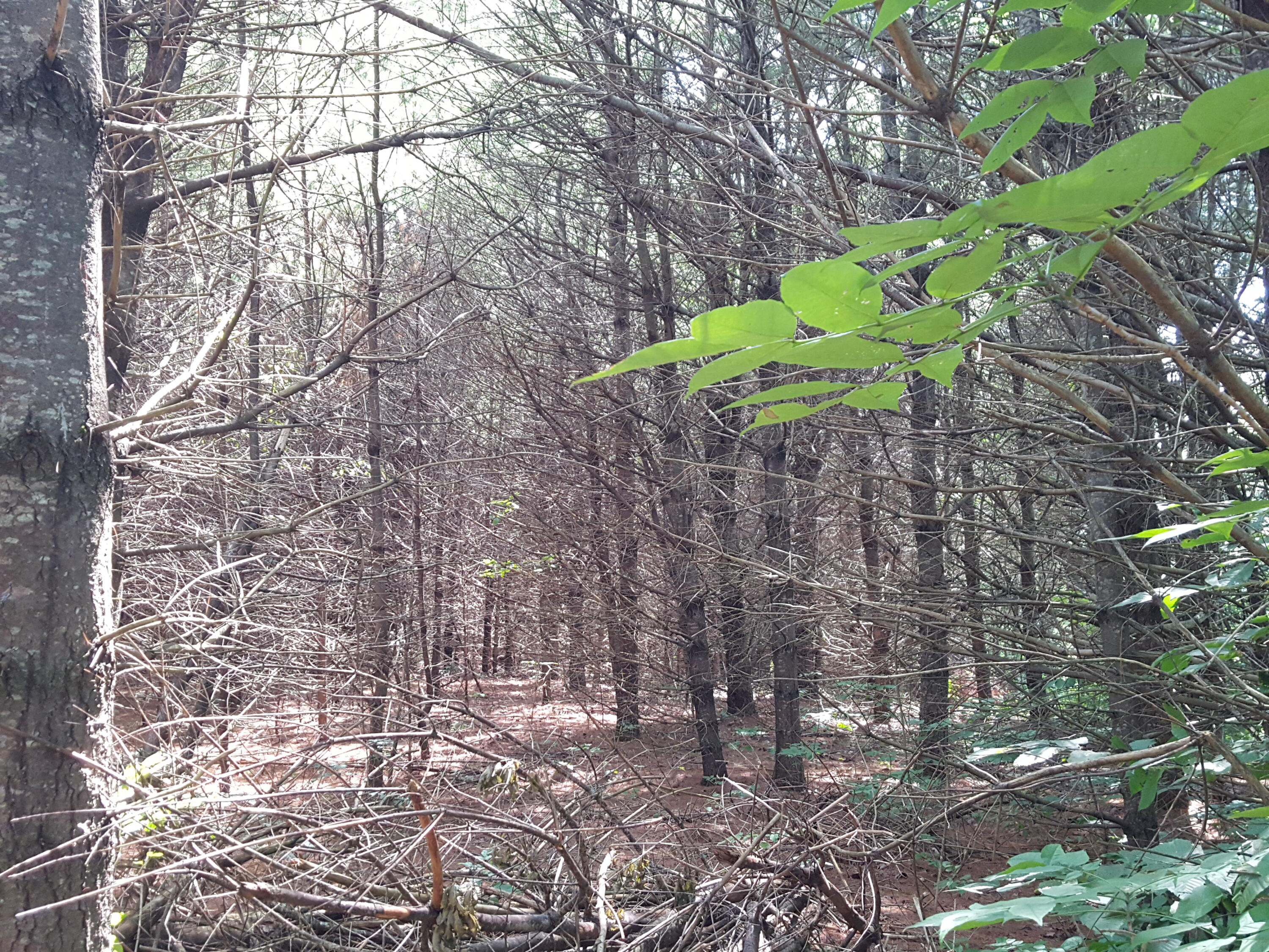 Lot#10 Harrison Road Naples, ME 04055 - Photo 6 of 13 20240807_120940