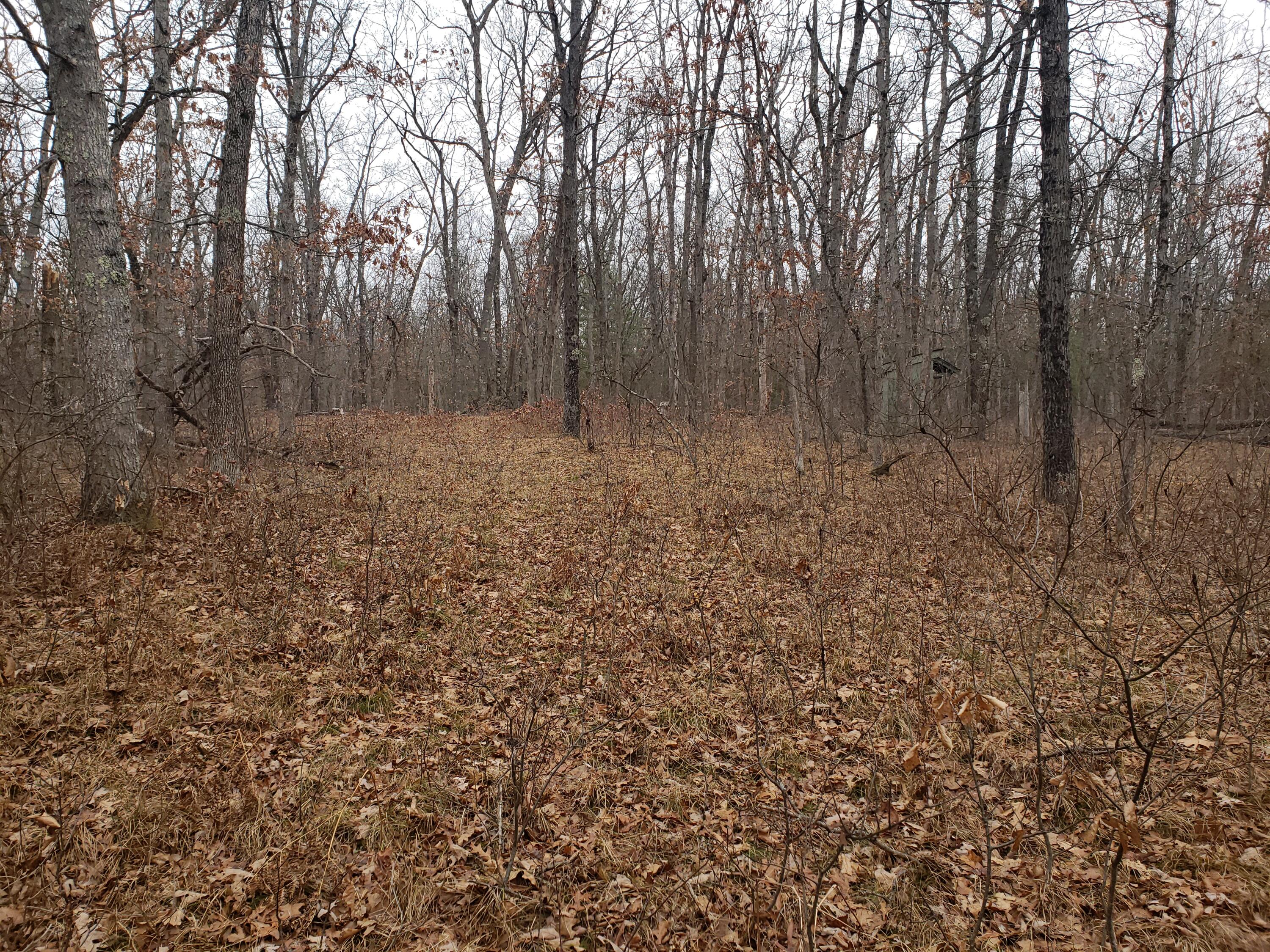 00 North Irons Road Irons, MI 49644 - Photo 2 of 3 Woodedlot