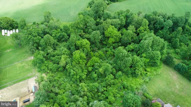 a view of a lush green space