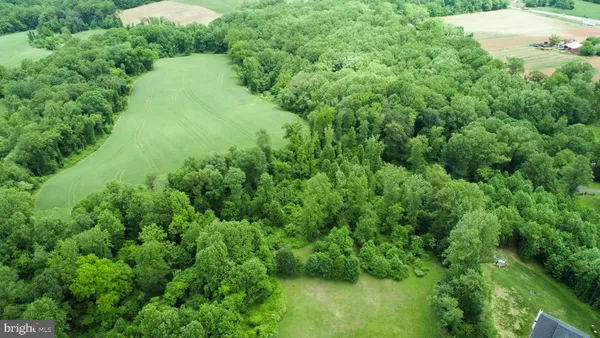 a view of a lush green forest with lots of trees