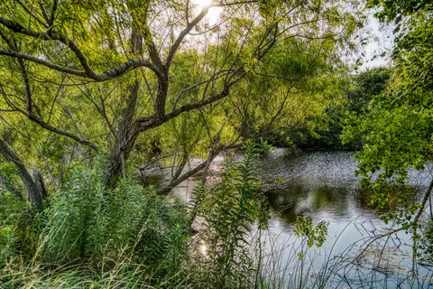 a view of a lake with a tree