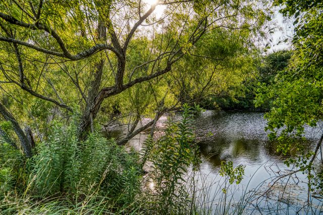 a view of a lake with a tree