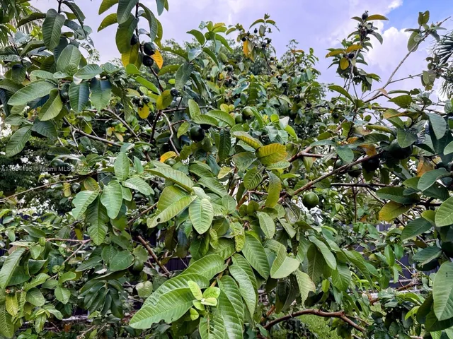 a backyard of a house
