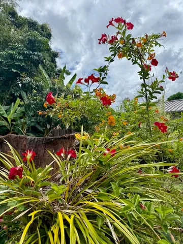 a view of a garden with plants and large trees
