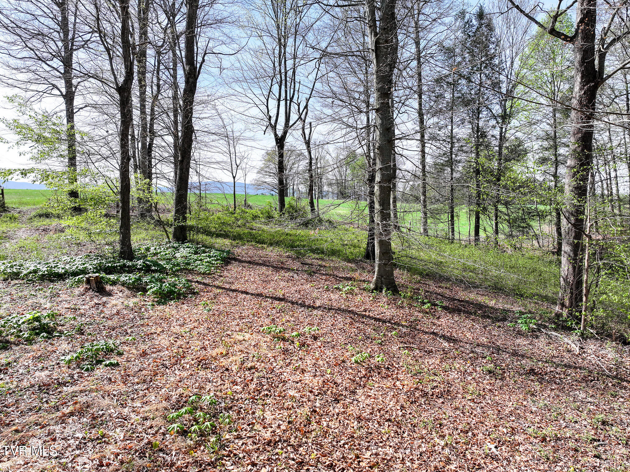 190 Treadway Road Chuckey, TN 37641 - Photo 7 of 34 DJI_20260406094211_0399_D