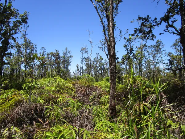 $22,000 | 26 Noio Street, Mountain View, HI 96771