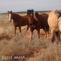Lot 18 Brangus Road, Unit CCR 1 Heber, AZ 85928 - Photo 10 of 10